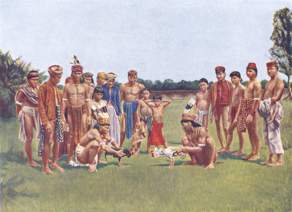 INDONESIA. Borneo. Cock fighting, Borneo; Sea Dayaks, or Ibans 1900 old print